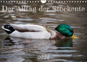 Der Alltag der Stockente (Wandkalender 2022 DIN A4 quer)