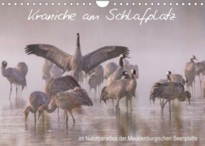 Kraniche am Schlafplatz - im Naturparadies der Mecklenburgischen Seenplatte (Wandkalender 2023 DIN A4 quer)