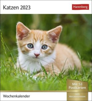 Katzen Postkartenkalender 2023
