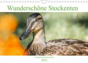 Wunderschöne Stockenten - Europäische Wasservögel (Wandkalender 2022 DIN A4 quer)