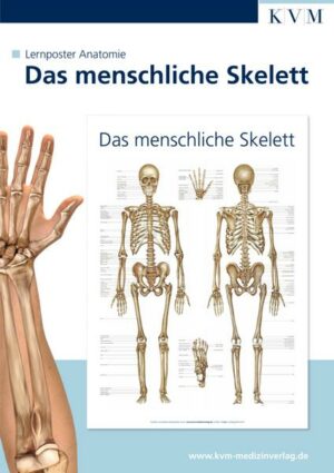 Lernposter Anatomie