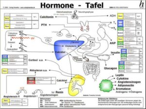 Hormone Tafel - A3 (laminiert)