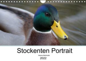 Stockenten Portrait (Wandkalender 2022 DIN A4 quer)