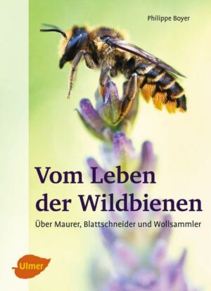 Vom Leben der Wildbienen