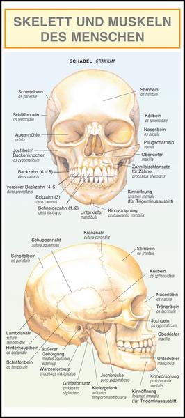 Leporello: Skelett und Muskeln des Menschen -  Alle Begriffe im Überblick