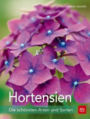 Hortensien