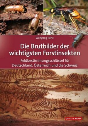 Die Brutbilder der wichtigsten Forstinsekten