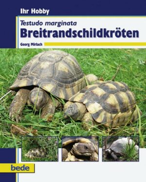 Breitrandschildkröten