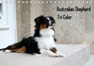 Australian Shepherd Tri Color (Tischkalender 2021 DIN A5 quer)