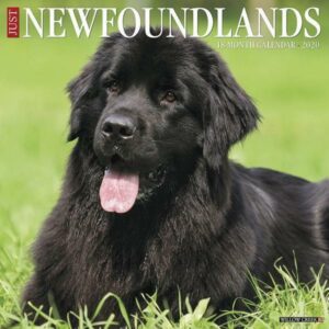 Just Newfoundlands 2020 Wall Calendar