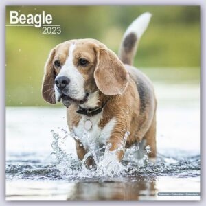 Beagle 2023 - 16-Monatskalender