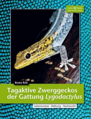 Tagaktive Zwerggeckos der Gattung Lygodactylus