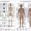 Doppelpack Anatomie-Lerntafeln Muskulatur und Skelett