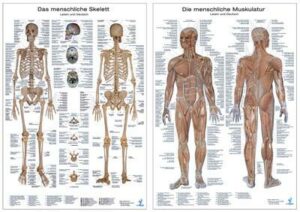 Doppelpack Anatomie-Lerntafeln Muskulatur und Skelett