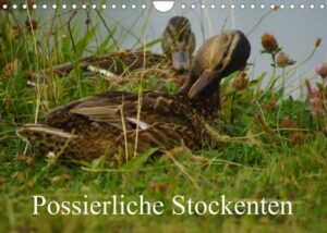 Possierliche Stockenten (Wandkalender 2022 DIN A4 quer)