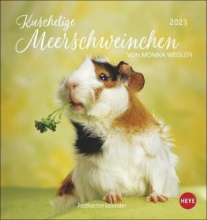 Kuschelige Meerschweinchen Postkartenkalender 2023