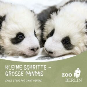 Kleine Schritte - Große Pandas