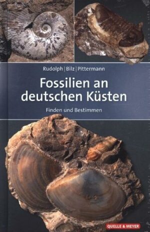Fossilien an deutschen Küsten