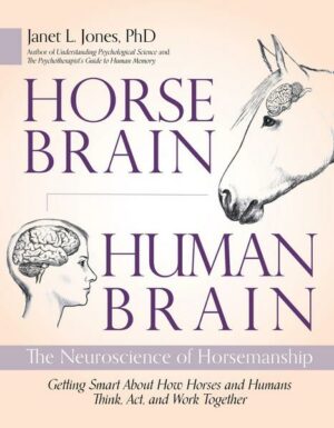 Horse Brain