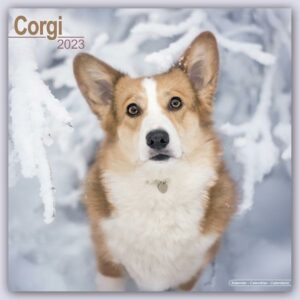 Welsh Corgi 2023 - 16-Monatskalender