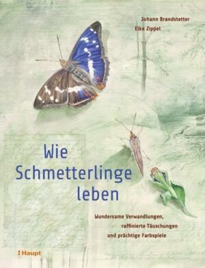 Wie Schmetterlinge leben