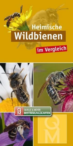 Heimische Wildbienen