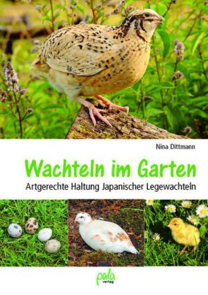 Wachteln im Garten