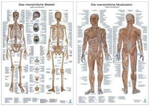 Doppelpack Anatomie-Poster