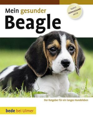 Mein gesunder Beagle
