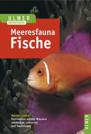 Meeresfauna Rotes Meer