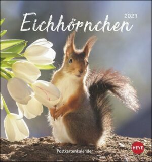 Eichhörnchen Postkartenkalender 2023