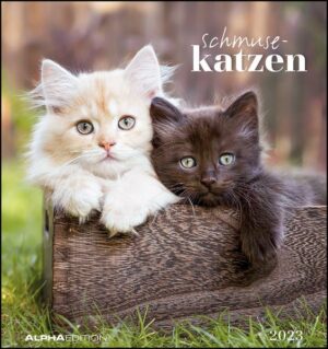 Schmusekatzen 2023 - Postkartenkalender 16x17 cm - Katzen - zum Aufstellen oder Aufhängen - Monatskalendarium - Gadget - Mitbringsel - Alpha Edition