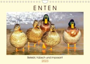 Enten. Beliebt