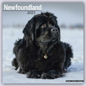 Newfoundland - Neufundländer 2023 - 16-Monatskalender