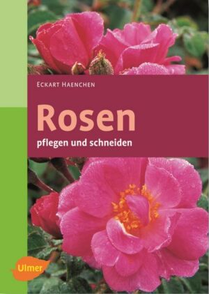 Rosen pflegen und schneiden