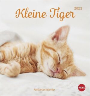 Katzen Postkartenkalender Kleine Tiger 2023