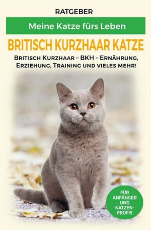 Britisch Kurzhaar Katze