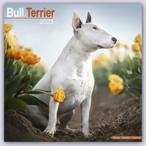 Bull Terrier - Bull Terrier 2023 - 16-Monatskalender