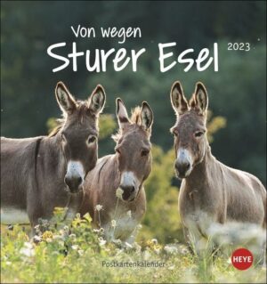 Esel Postkartenkalender 2023