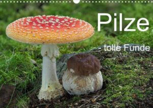 Pilze - tolle Funde (Wandkalender 2023 DIN A3 quer)