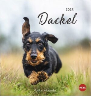 Dackel Postkartenkalender 2023