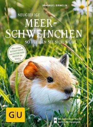 Neugierige Meerschweinchen