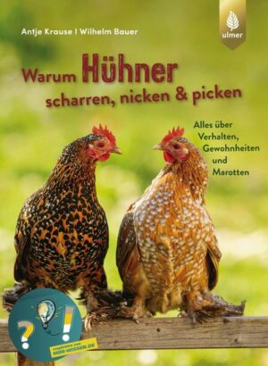 Warum Hühner scharren