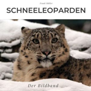 Schneeleoparden