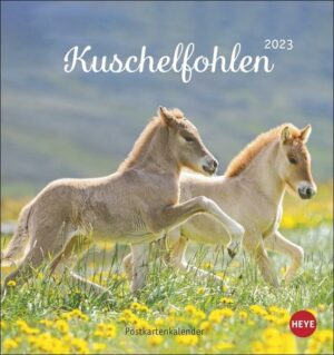 Kuschelfohlen Postkartenkalender 2023