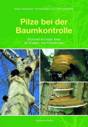 Pilze bei der Baumkontrolle