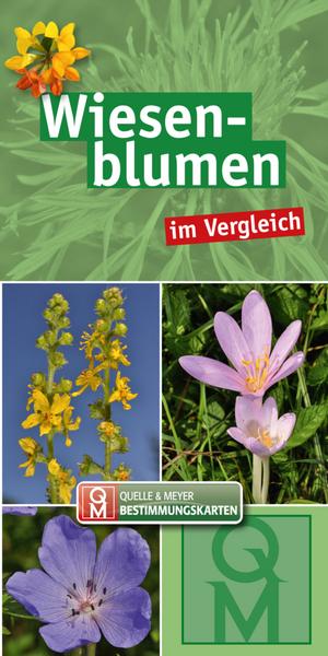 Wiesenblumen