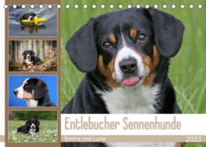 Entlebucher Sennenhunde Emma und Luna (Tischkalender 2023 DIN A5 quer)