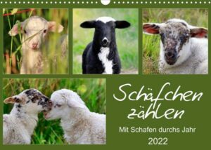 Schäfchen zählen - Mit Schafen durchs Jahr (Wandkalender 2022 DIN A3 quer)