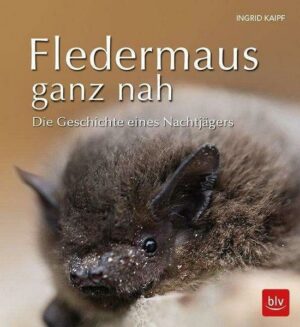 Fledermaus ganz nah